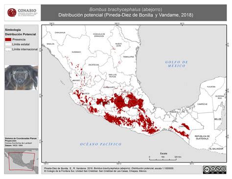 Mapa de distribución global de las principales especies de merluza