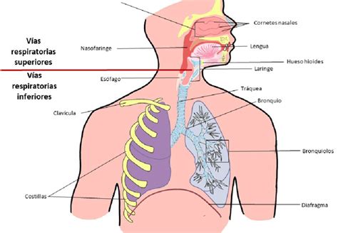 Esquema de las vías respiratorias superiores y la cabeza humana, resaltando zonas de dolor
