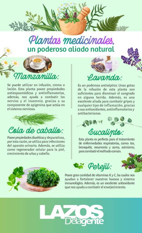 Infografía sobre asociaciones de plantas beneficiosas en jardineras