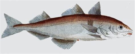 Ilustración o fotografía del eglefino (haddock) mostrando su línea lateral negra y mancha distintiva.