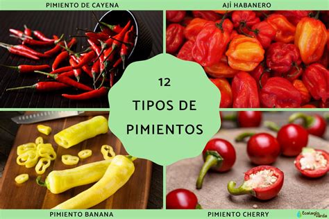 infografía sobre tipos de pimientos y su uso en ceviche