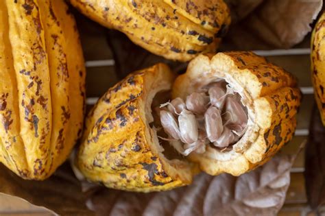 Sección transversal de un fruto de cacao mostrando las semillas y la pulpa