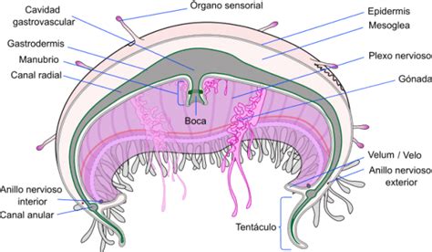 Esquema anatómico general de una medusa: umbrela, tentáculos y cavidad gastrovascular.