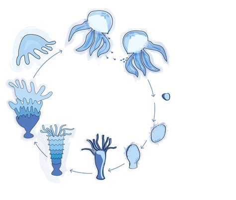 Diagrama del ciclo de vida de los Medusozoa: transición entre pólipo y medusa.