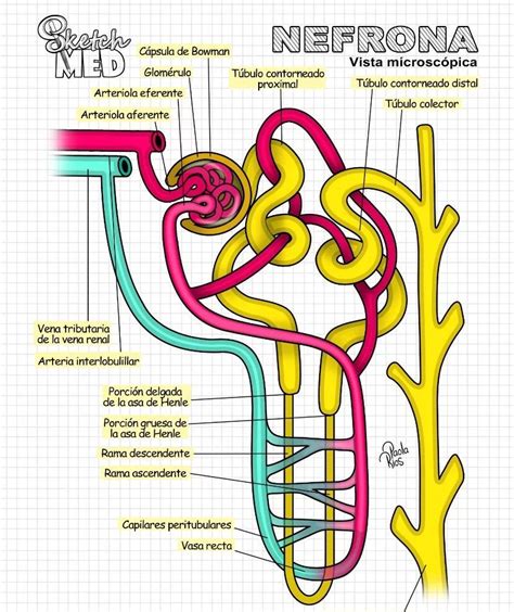 Esquema de una paellera tradicional con sus partes