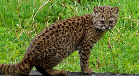 Ilustración de la güiña (Leopardus guigna) en su hábitat boscoso
