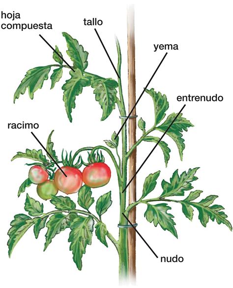 Esquema de un tomate mostrando piel, pulpa, gel y semillas para entender su composición