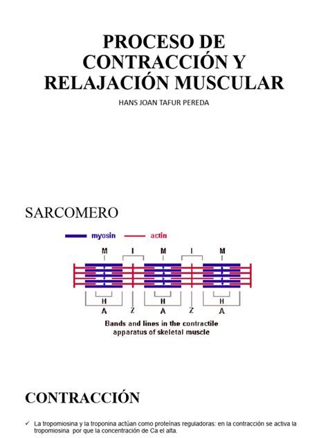 Diagrama esquemático del proceso de contracción y relajación muscular, destacando el papel del ATP y el calcio.
