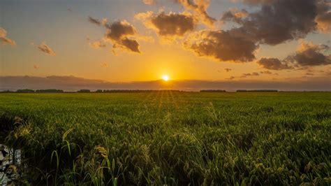 Campo de arroz en el Parque Natural de la Albufera de Valencia al atardecer