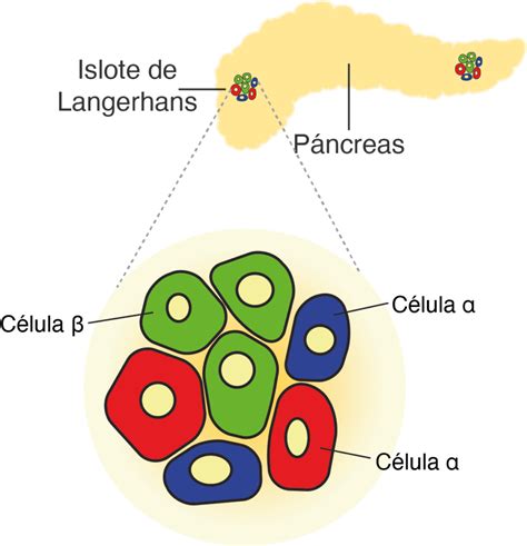 Ilustración de un islote de Langerhans en el páncreas, destacando las células beta.