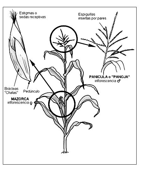 Ilustración botánica del maíz mostrando la mazorca, la planta y el grano.