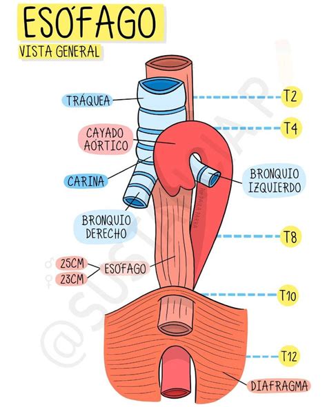 Diagrama anatómico del esófago y el estómago mostrando la ubicación del esfínter esofágico inferior.