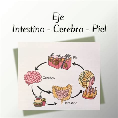 Infografía mostrando la relación entre el intestino y la salud de la piel