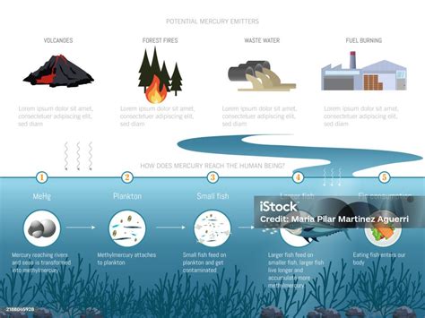 Esquema de la bioacumulación de mercurio en la cadena alimentaria marina