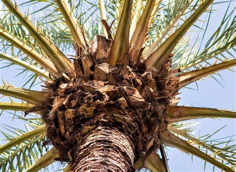 Ilustración detallada de las hojas y el tronco de la palmera de palmito, mostrando su forma lineal-lanceolada y la disposición pinnada.