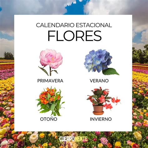 Fotografía de las flores de la palmera de palmito, mostrando su disposición en inflorescencias ramificadas y su coloración amarillenta.