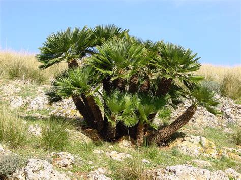 Mapa de distribución del palmito (Chamaerops humilis) en la región mediterránea, destacando su presencia en España y el norte de África.