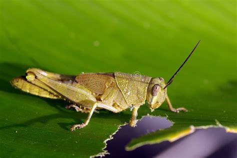 Imagen de un saltamontes adulto comiendo hojas de maíz