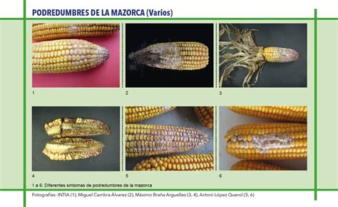Comparación de mazorcas de maíz sanas y mazorcas afectadas por enfermedades transmitidas por la chicharrita del maíz