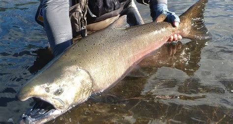 Salmón King o Chinook con su carne de color anaranjado profundo y textura mantecosa