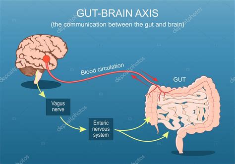 Ilustración de la conexión entre el intestino y las articulaciones en la espondiloartritis enteropática
