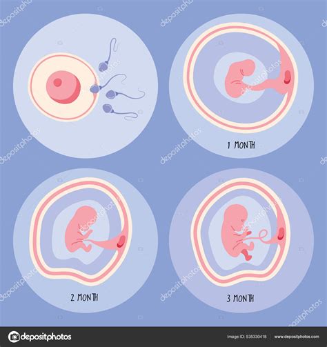Esquema de las etapas de desarrollo de un mapache bebé: apertura de ojos, aparición de pelo y destete.