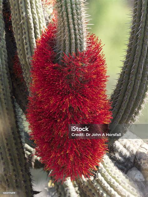 Flores rojas de Quintral creciendo sobre un cactus en Chile.