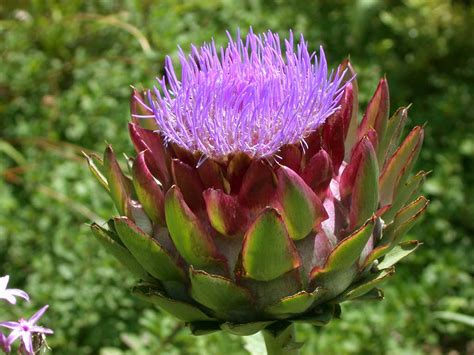 Ilustración botánica de la alcachofa (Cynara scolymus L.) mostrando sus hojas y la flor