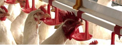 Esquema de las alturas recomendadas para bebederos de niple según la edad del pollo