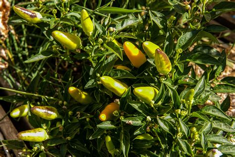 Planta de ají campana con frutos característicos en forma de campana.
