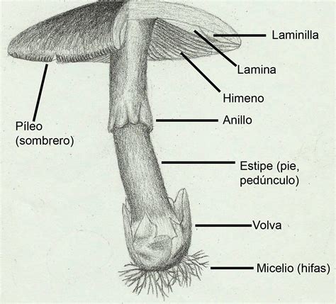 Esquema visual de las partes de un hongo silvestre (sombrero, láminas, anillo, pie, volva)