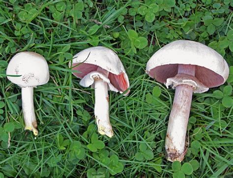 Comparación visual de Agaricus campestris con Amanita verna y Agaricus xanthodermus