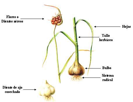 Esquema anatómico del ajo mostrando el bulbo, los dientes y la membrana protectora, destacando su composición química rica en compuestos azufrados.