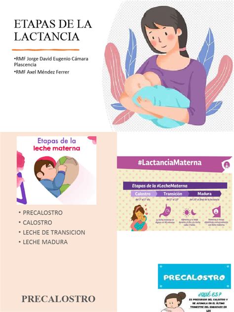 Esquema visual de las etapas de la lactancia materna