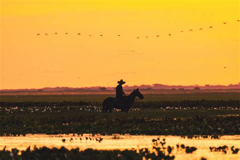 Paisaje de los llanos venezolanos, asociado a la ganadería y la carne