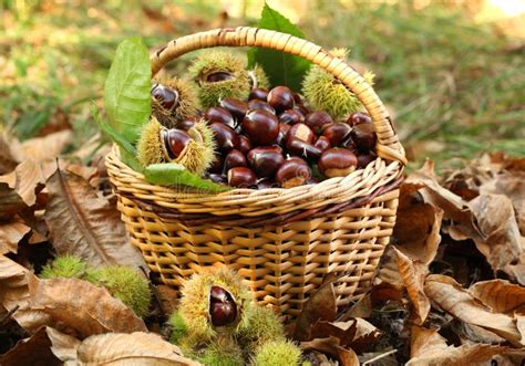 Cesta de castañas frescas y maduras