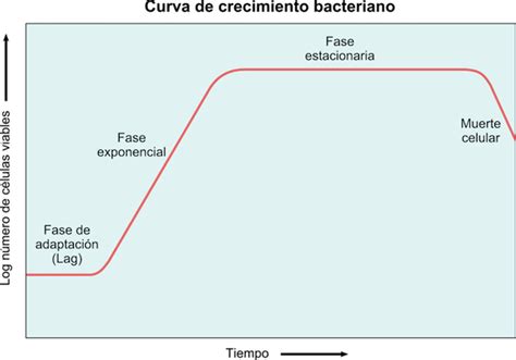 Esquema de las fases de crecimiento de una población microbiana (latencia, exponencial, estacionaria, muerte)