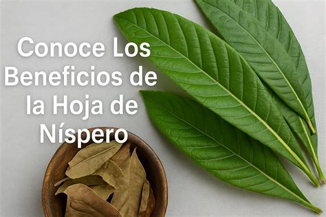 Hojas de níspero secas en un recipiente para almacenamiento