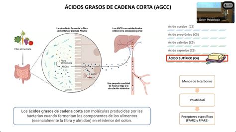 infografía sobre los ácidos grasos de cadena media en la leche de cabra