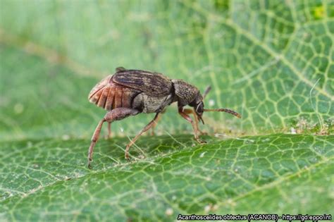 Esquema detallado de un adulto de Acanthoscelides obtectus mostrando las bandas en los élitros y los dientes del fémur posterior.
