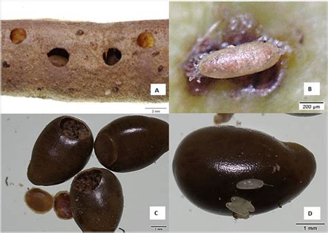 Gráfico comparativo de la emergencia de adultos de Acanthoscelides obtectus en diferentes cultivares de frijol.
