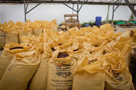 Bolsas de granos de cacao