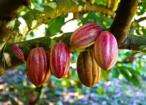 Campo de cultivo de cacao