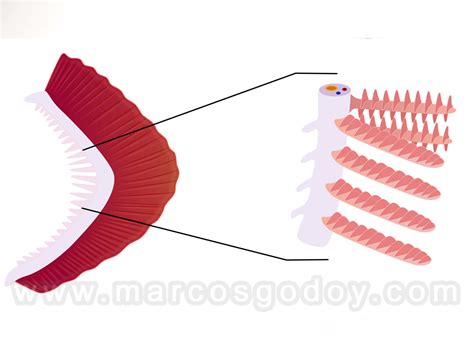 Microfotografía de laminillas secundarias de branquia de salmón, mostrando su estructura fina.