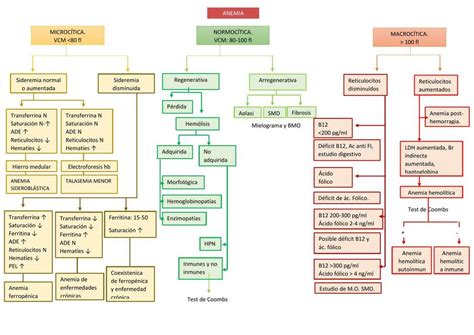 Esquema de los tipos de anemia y sus causas.