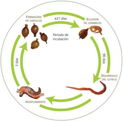 Esquema de las aplicaciones de la Eisenia foetida: desde la producción de humus para el suelo hasta la obtención de harina proteica para consumo humano y animal.