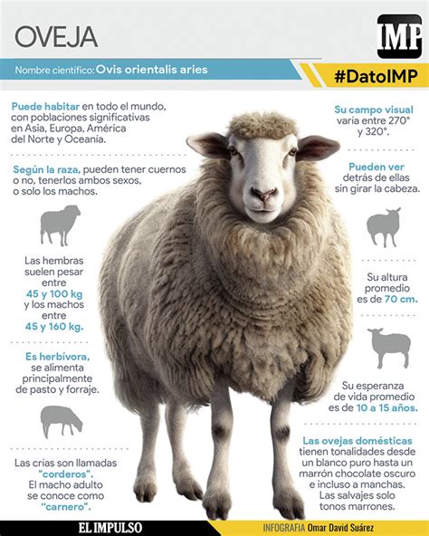 Fotografía de una oveja churra con sus características distintivas