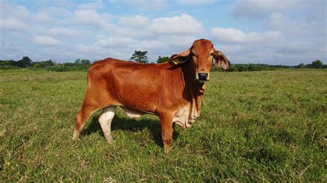 Fotografía de ganado bovino de raza pura pastando
