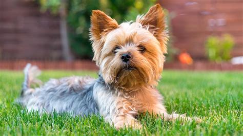 Foto de un perro adulto de raza pequeña, sano y activo.