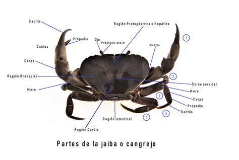 Esquema ilustrativo de la anatomía externa de una jaiba y sus partes principales